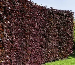 20 Meter Blutbuche ‘Purpurea‘, 100 x 100-125 cm