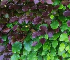 20 Meter Blutbuche ‘Purpurea‘, 100 x 100-125 cm