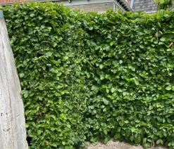 8 Meter Hainbuche, 40 x ca. 100-125 cm