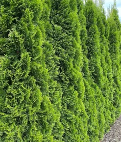 13 Meter Lebensbaum 'Smaragd', 40 x ca. 80-100 cm