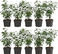 2-3 Meter Portugiesischer Kirschlorbeer 'Angustifolia', 10 x ca. 30-35 cm