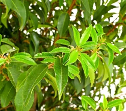 15 Meter Portugiesischer Kirschlorbeer 'Angustifolia', 40 x ca. 80-100 cm