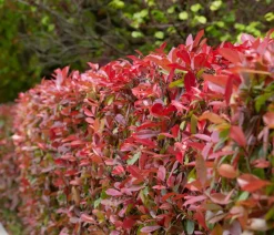 2 Meter Purpur-Glanzmispel 'Carre Rouge', 6 x ca. 40-60 cm