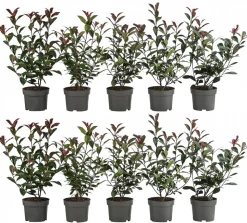 2-3 Meter Purpur-Glanzmispel 'Carre Rouge', 10 x ca. 20-35 cm