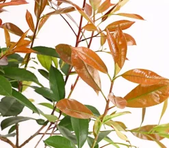 2 Meter Purpur-Glanzmispel 'Red Robin', 6 x ca. 40-60 cm