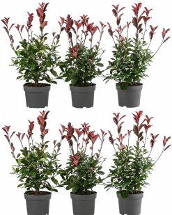 2 Meter Purpur-Glanzmispel 'Red Robin', 6 x ca. 40-60 cm