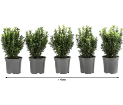 1 Meter Säulen-Spindelstrauch 'Green Rocket', 5 x ca. 25 cm