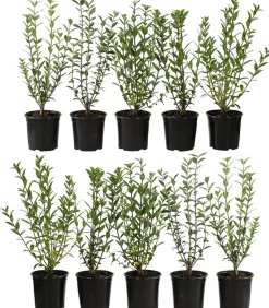 2-3 Meter Wintergrüner Liguster 'Atrovirens', 10 x ca. 30-35 cm