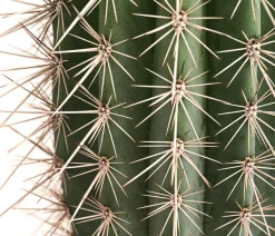 Mexikanischer Kandelaberkaktus - Pachycereus pringlei