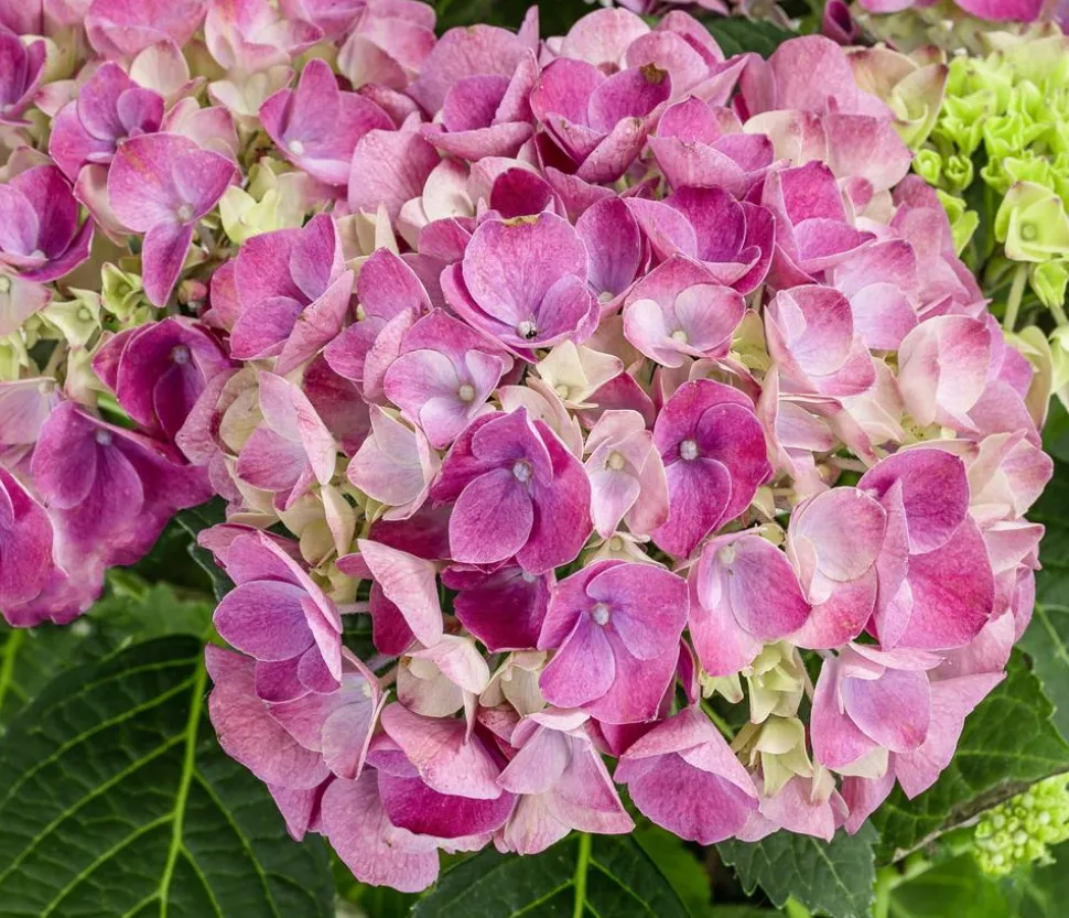 Midi-Hortensie - Hydrangea macrophylla 'Tabletensia'