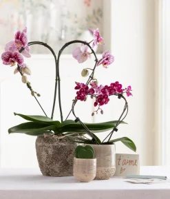 Midi Schmetterlingsorchidee - Phalaenopsis cultivars, zweitriebig, verschiedene Sorten