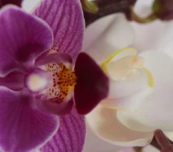 Midi Schmetterlingsorchideen-Duo - Phalaenopsis cultivars