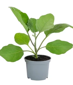 Mini Aubergine