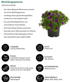 Minihängepetunie