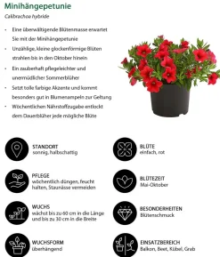 Minihängepetunie
