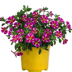 Minihängepetunie 'Pink Star'