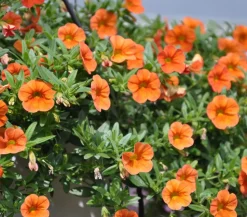 Minihängepetunie, orange