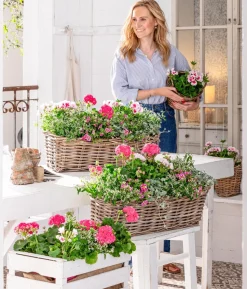 Minihängepetunie 'Rosenauge'