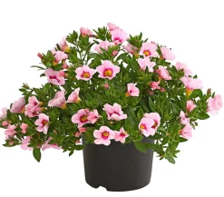 Minihängepetunie 'Rosenauge'