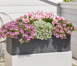 Minihängepetunie 'Rosenauge'