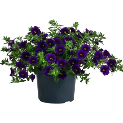 Minihängepetunie, verschiedene Farben
