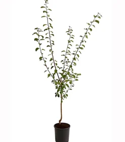 Mirabelle 'Bellamira'