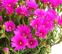 Mittagsblume, Busch