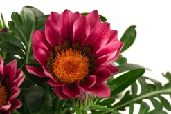 Mittagsgold, verschiedene Farben