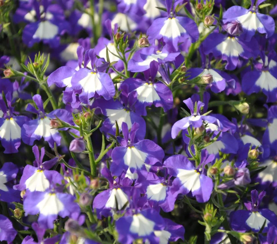 Männertreu 'Blue Eye'