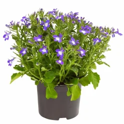 Männertreu 'Blue Eye'