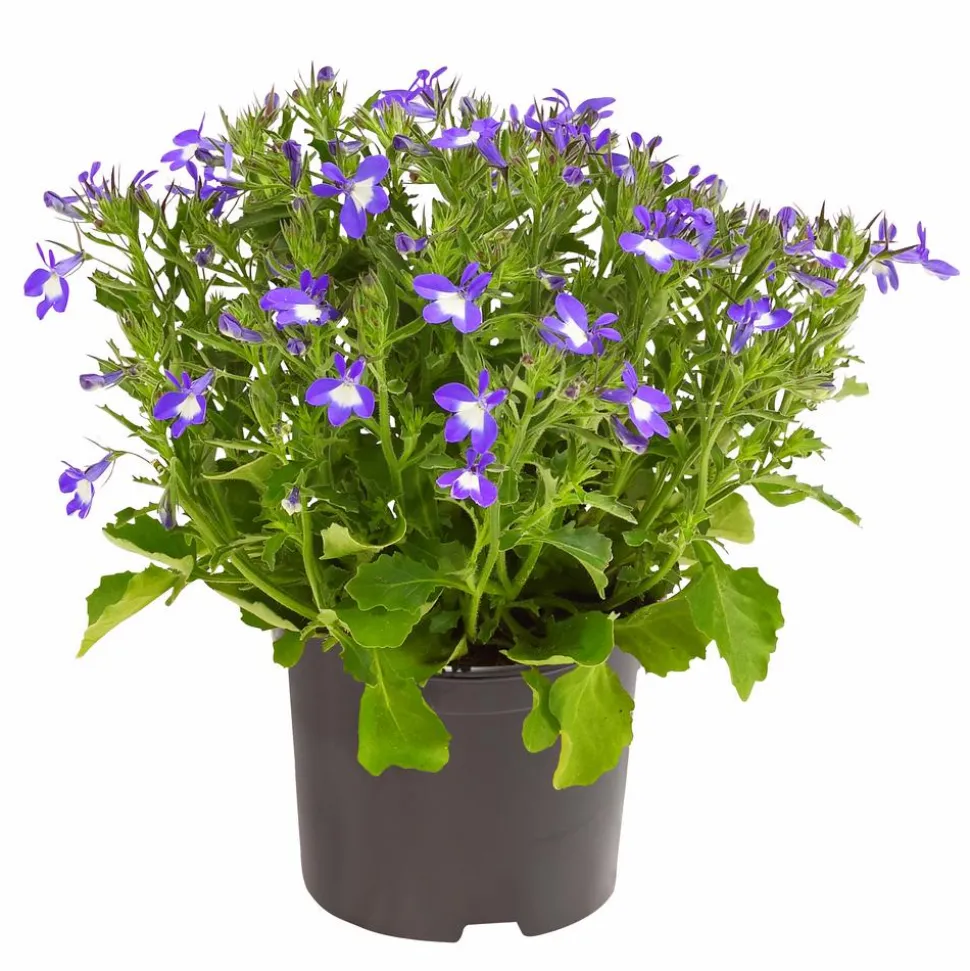Männertreu 'Blue Eye'
