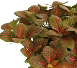 Mosaikpflanze - Fittonia verschaffeltii, verschiedene Sorten