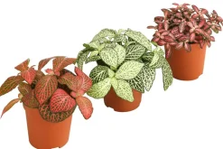 Mosaikpflanzen-Set - Fittonia, 3-teilig