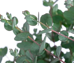 Mostgummi-Eukalyptus 'Azura'