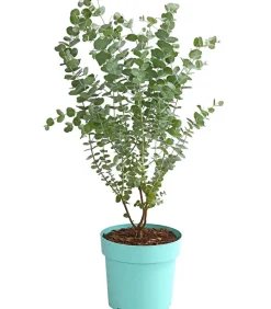 Mostgummi-Eukalyptus 'Azura'