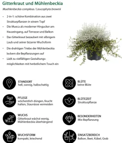 Mueca - Gitterkraut und Mühlenbeckia