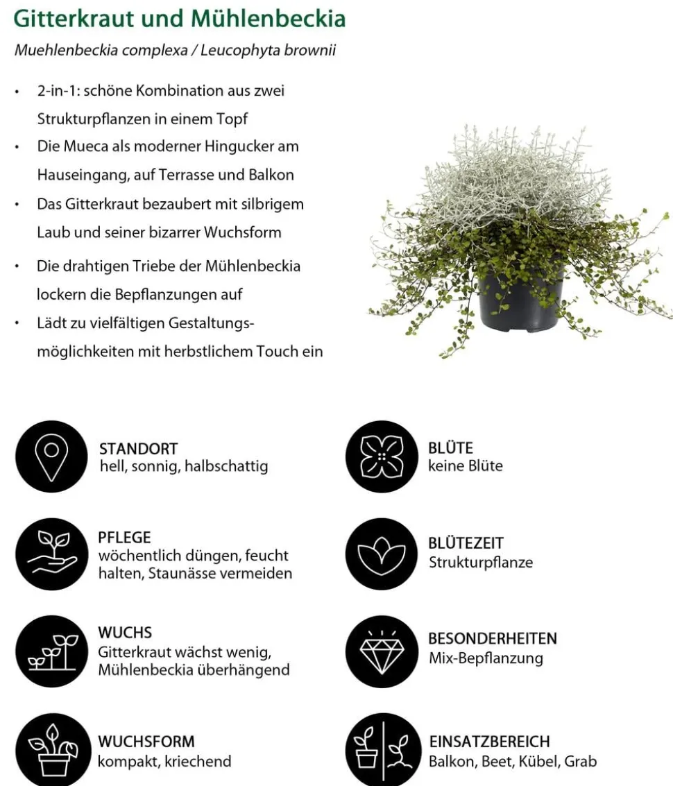 Mueca - Gitterkraut und Mühlenbeckia
