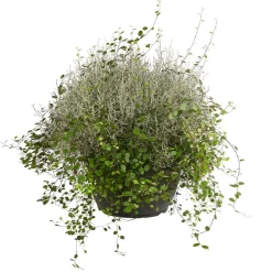 Mueca - Gitterkraut und Mühlenbeckia