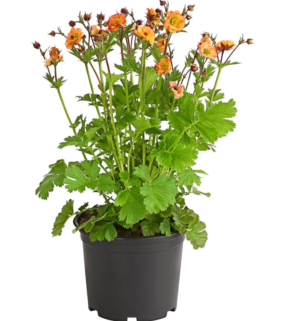 Nelkenwurz 'Mai Tai'