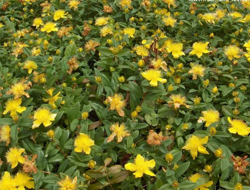Niedriges Johanniskraut