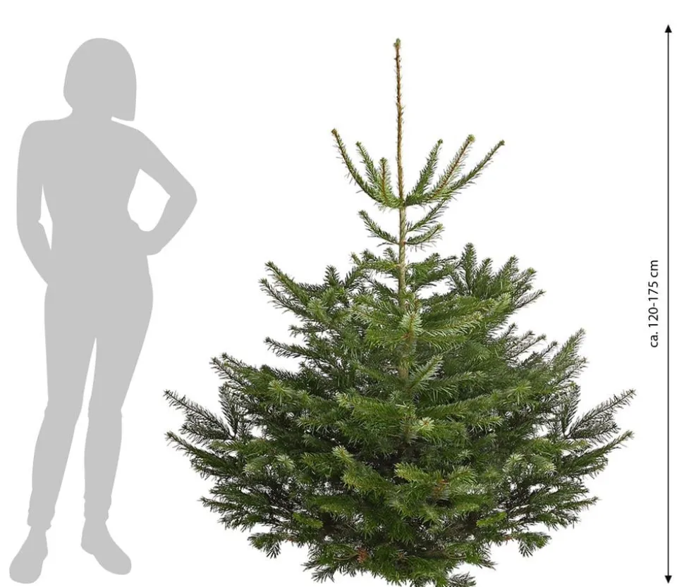 Nordmann-Tanne, ca. 120-175 cm, gesägt