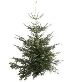 Nordmann-Tanne, ca. 200-250 cm, gesägt