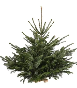 Nordmann-Tanne, ca. 75-100 cm, gesägt, mit Holzkreuzständer