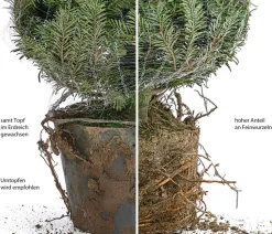 Nordmann-Tanne, ca. 80-100 cm, im Topf gewachsen