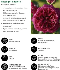 Nostalgie®-Edelrose 'Marietta®'