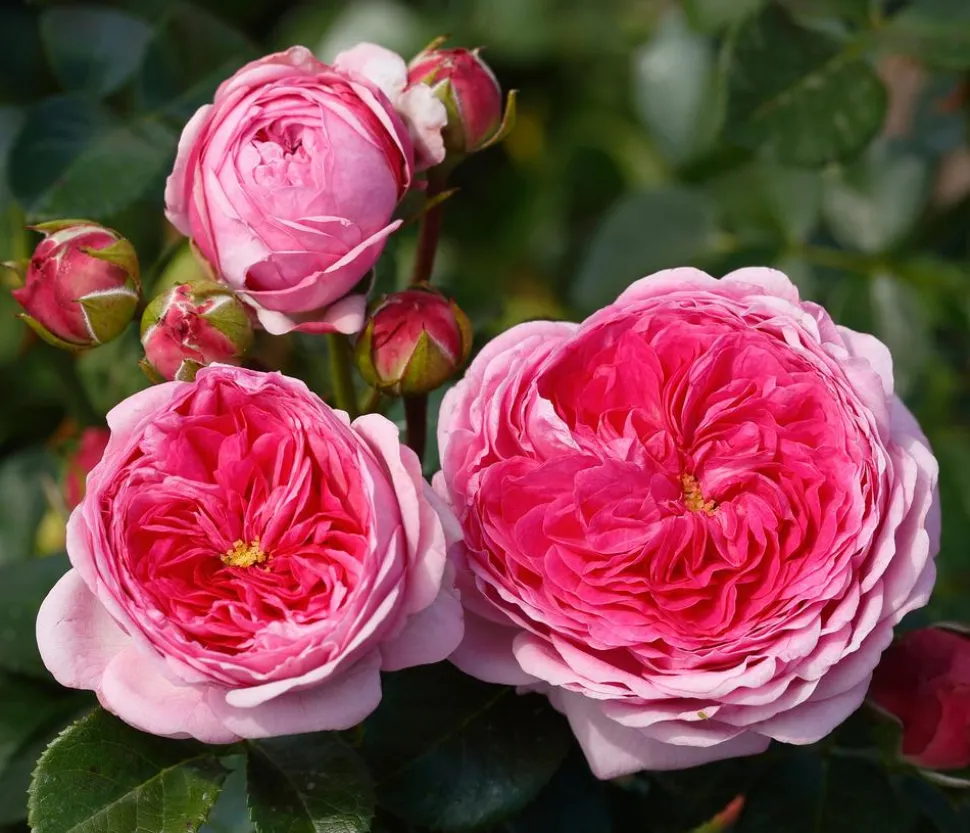 Nostalgie®-Edelrose 'Modern Art®'