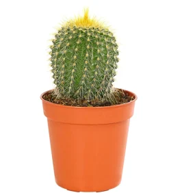 Notocactus - Parodia leninghausii