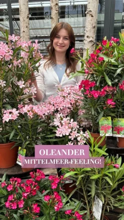 Oleander, Busch