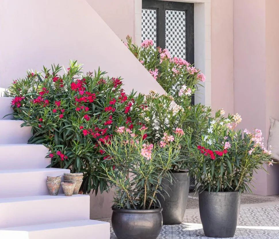 Oleander, Solitärbusch