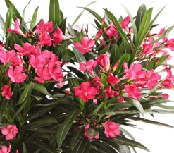 Oleander, Busch